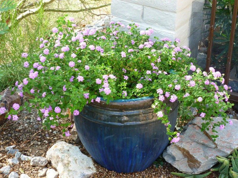 Lantana -TRAILING Lavender  (STARTER PANT) - Caribbean garden seed