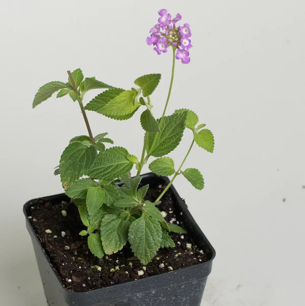 Lantana -TRAILING Lavender  (STARTER PANT) - Caribbean garden seed