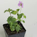 Lantana -TRAILING Lavender  (STARTER PANT) - Caribbean garden seed