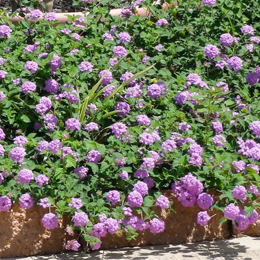 Lantana -TRAILING Lavender  (STARTER PANT) - Caribbean garden seed