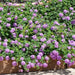 Lantana -TRAILING Lavender  (STARTER PANT) - Caribbean garden seed