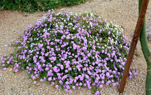 Lantana -TRAILING Lavender  (STARTER PANT) - Caribbean garden seed