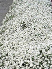Flowers Seed - Snow in summer, Groundcover - Caribbean garden seed