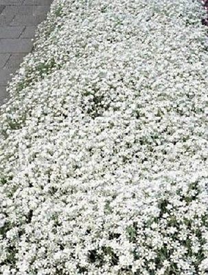 Flowers Seed - Snow in summer, Groundcover - Caribbean garden seed