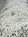 Flowers Seed - Snow in summer, Groundcover - Caribbean garden seed