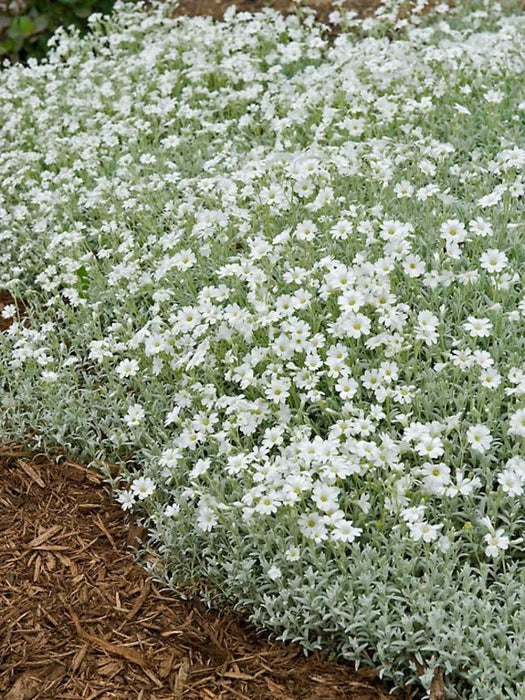 Flowers Seed - Snow in summer, Groundcover - Caribbean garden seed