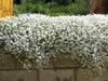 Flowers Seed - Snow in summer, Groundcover - Caribbean garden seed