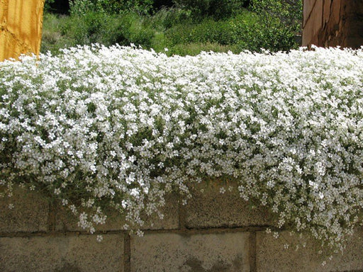 Flowers Seed - Snow in summer, Groundcover - Caribbean garden seed