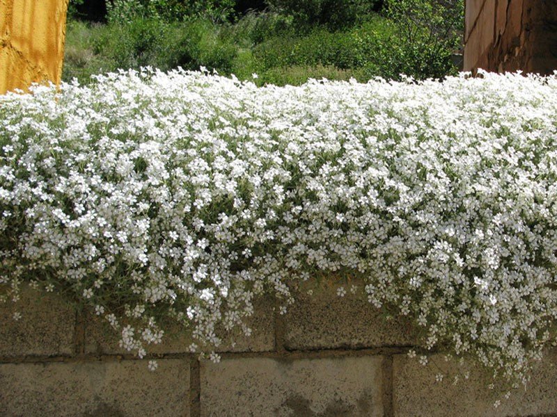 Flowers Seed - Snow in summer, Groundcover - Caribbean garden seed