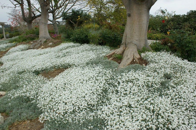 Flowers Seed - Snow in summer, Groundcover - Caribbean garden seed