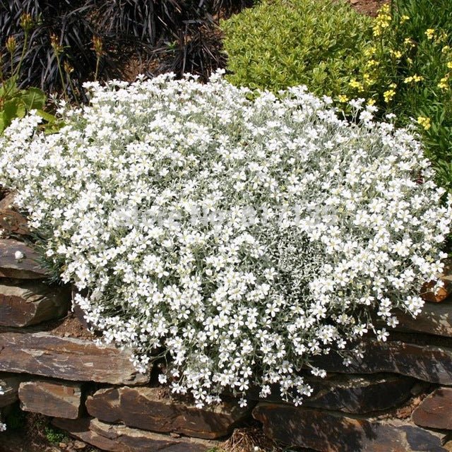 Flowers Seed - Snow in summer, Groundcover - Caribbean garden seed