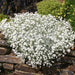 Flowers Seed - Snow in summer, Groundcover - Caribbean garden seed