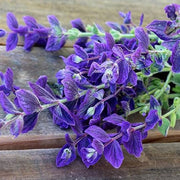 Herb Seeds - CLARY SAGE,BLUE MONDAY - Caribbean garden seed