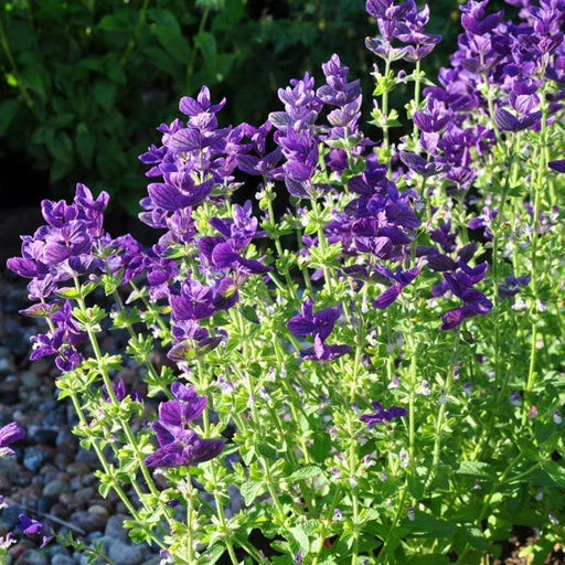 Herb Seeds - CLARY SAGE,BLUE MONDAY - Caribbean garden seed