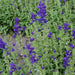 Herb Seeds - CLARY SAGE,BLUE MONDAY - Caribbean garden seed