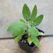 Herb Seeds - CLARY SAGE,BLUE MONDAY - Caribbean garden seed