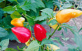Pepper Seeds - Red Belgian, Sweet - Caribbean garden seed
