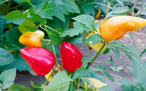 Pepper Seeds - Red Belgian, Sweet - Caribbean garden seed