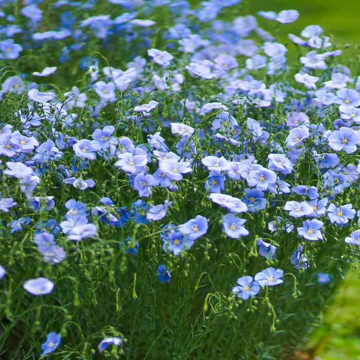 Wildflower seeds - Blue Flax, Perennial - Caribbean garden seed