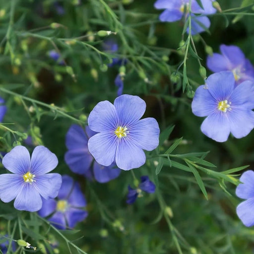 Wildflower seeds - Blue Flax, Perennial - Caribbean garden seed