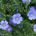 Wildflower seeds - Blue Flax, Perennial - Caribbean garden seed