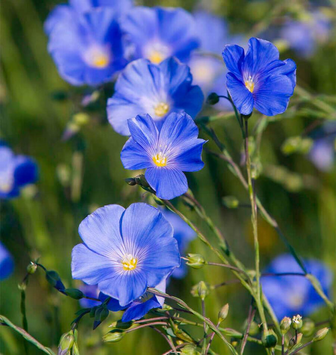 Wildflower seeds - Blue Flax, Perennial - Caribbean garden seed