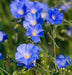 Wildflower seeds - Blue Flax, Perennial - Caribbean garden seed