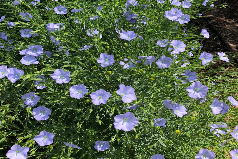 Wildflower seeds - Blue Flax, Perennial - Caribbean garden seed