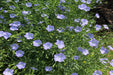 Wildflower seeds - Blue Flax, Perennial - Caribbean garden seed