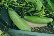 Melon Seeds - Banana - Caribbean garden seed