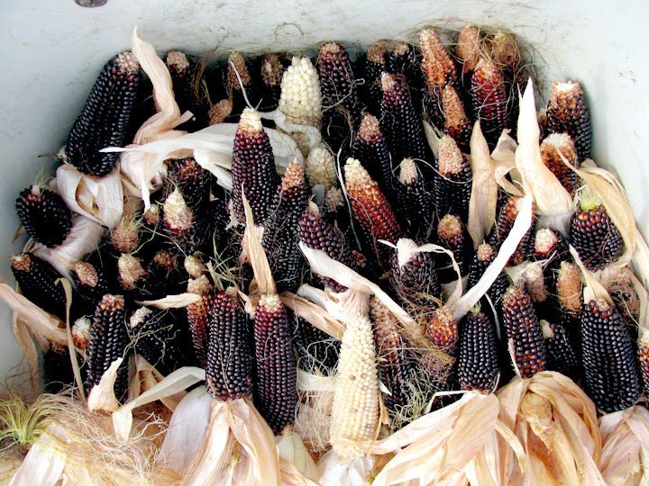 Corn Seeds - Popcorn - DAKOTA BLACK, Untreated - Caribbean garden seed