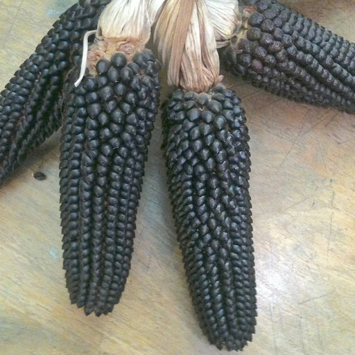 Corn Seeds - Popcorn - DAKOTA BLACK, Untreated - Caribbean garden seed
