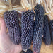Corn Seeds - Popcorn - DAKOTA BLACK, Untreated - Caribbean garden seed