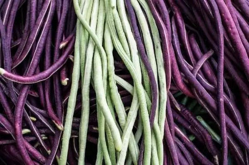 Bean Seeds - Yard Long,Mixed  Pole - Caribbean garden seed