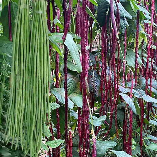 Bean Seeds - Yard Long,Mixed  Pole - Caribbean garden seed