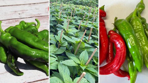 Pepper Seeds - Sweet - Manganji, From Japan - Caribbean garden seed