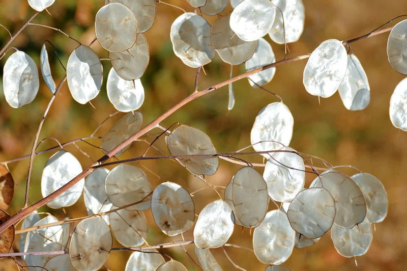 Flowers seed - Money Plant, Houseplant - Caribbean garden seed