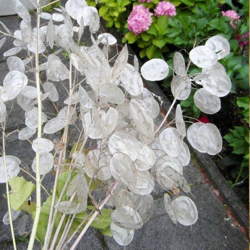 Flowers seed - Money Plant, Houseplant - Caribbean garden seed