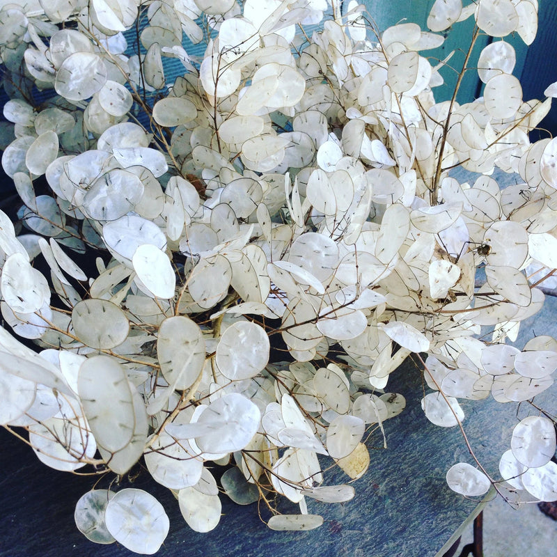 Flowers seed - Money Plant, Houseplant - Caribbean garden seed