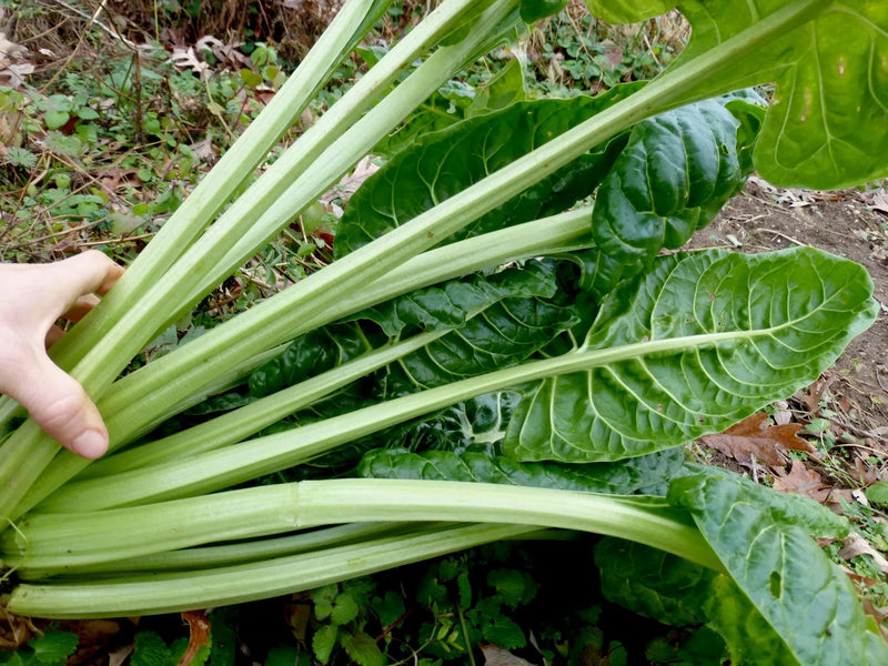 Spinach Seeds - Perpetual Swiss Chard - Caribbean garden seed