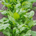 Spinach Seeds - Perpetual Swiss Chard - Caribbean garden seed