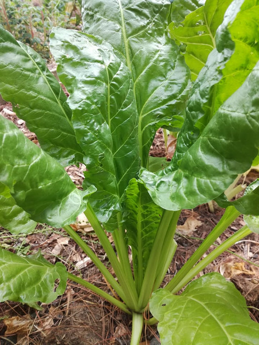 Spinach Seeds - Perpetual Swiss Chard - Caribbean garden seed