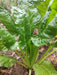 Spinach Seeds - Perpetual Swiss Chard - Caribbean garden seed