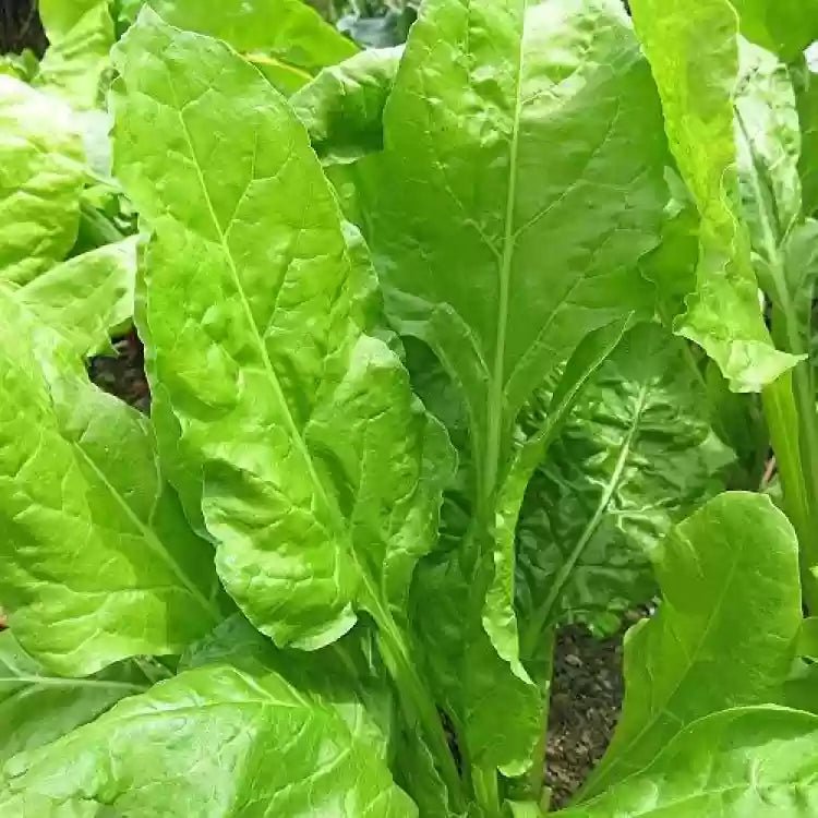 Spinach Seeds - Perpetual Swiss Chard - Caribbean garden seed