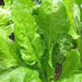 Spinach Seeds - Perpetual Swiss Chard - Caribbean garden seed