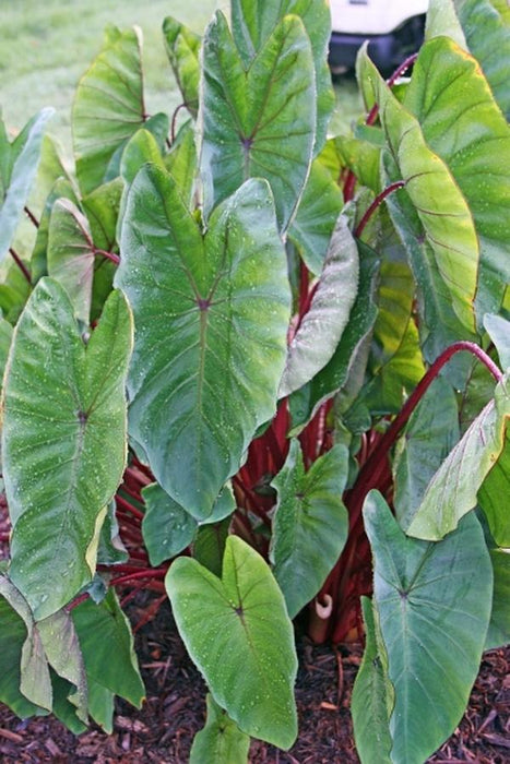Elephant Ear - Hawaiian Punch - Caribbean garden seed
