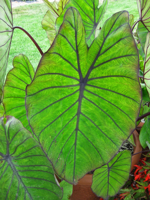 Elephant Ear - Hawaiian Punch - Caribbean garden seed