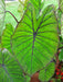 Elephant Ear - Hawaiian Punch - Caribbean garden seed