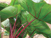 Elephant Ear - Hawaiian Punch - Caribbean garden seed