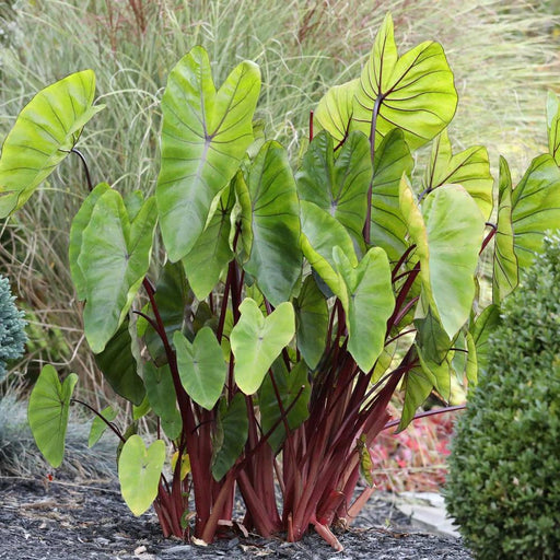 Elephant Ear - Hawaiian Punch - Caribbean garden seed